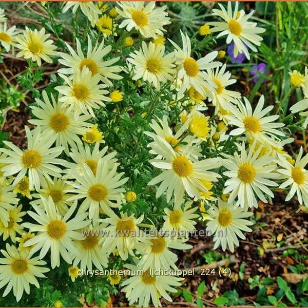 Chrysanthemum hortorum 'Lichtkuppel'