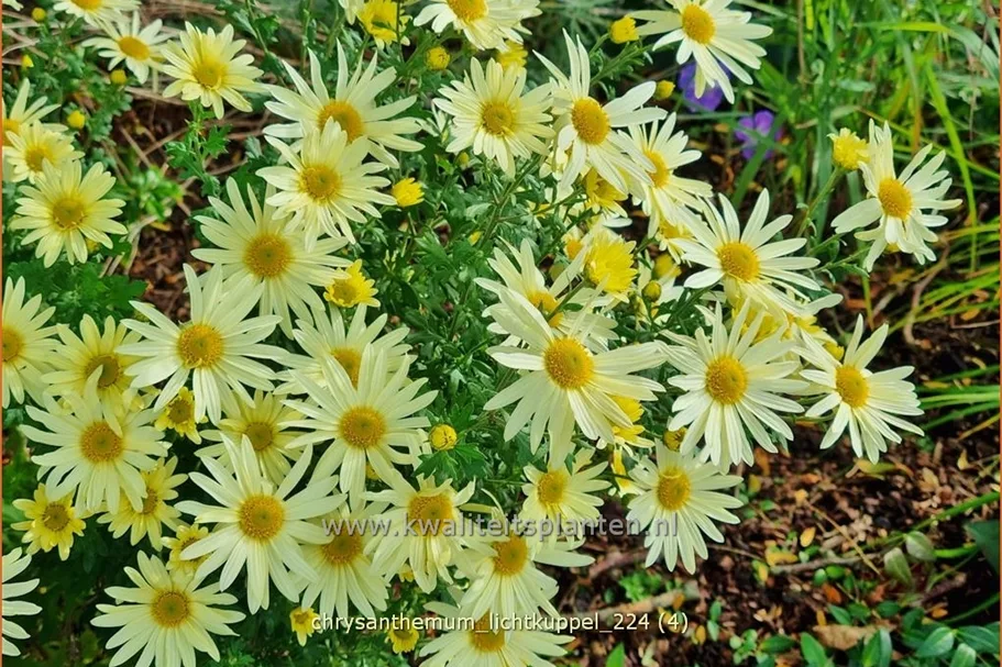 Chrysanthemum hortorum 'Lichtkuppel'