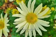 Chrysanthemum hortorum 'Lichtkuppel'