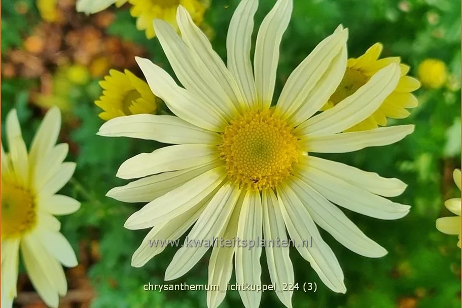 Chrysanthemum hortorum 'Lichtkuppel'