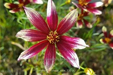 Coreopsis verticillata 'Sunstar Rose'