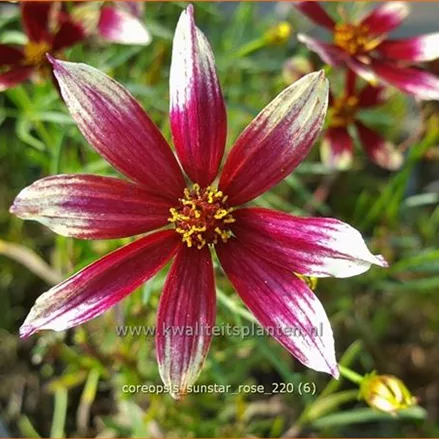 Coreopsis verticillata 'Sunstar Rose'