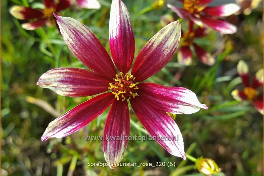 Coreopsis verticillata 'Sunstar Rose'