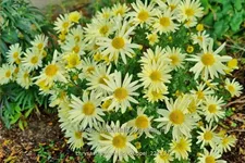 Chrysanthemum hortorum 'Lichtkuppel'