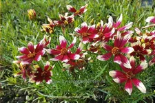 Coreopsis verticillata 'Sunstar Rose'