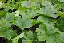 Darmera peltata 'Nana'