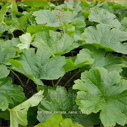 Darmera peltata 'Nana'