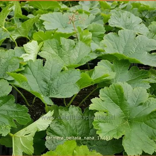 Darmera peltata 'Nana'