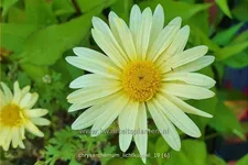 Chrysanthemum hortorum 'Lichtkuppel'