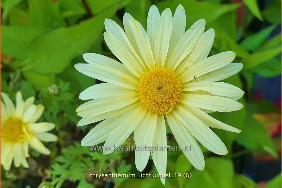Chrysanthemum hortorum 'Lichtkuppel'
