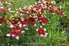 Coreopsis verticillata 'Sunstar Rose'