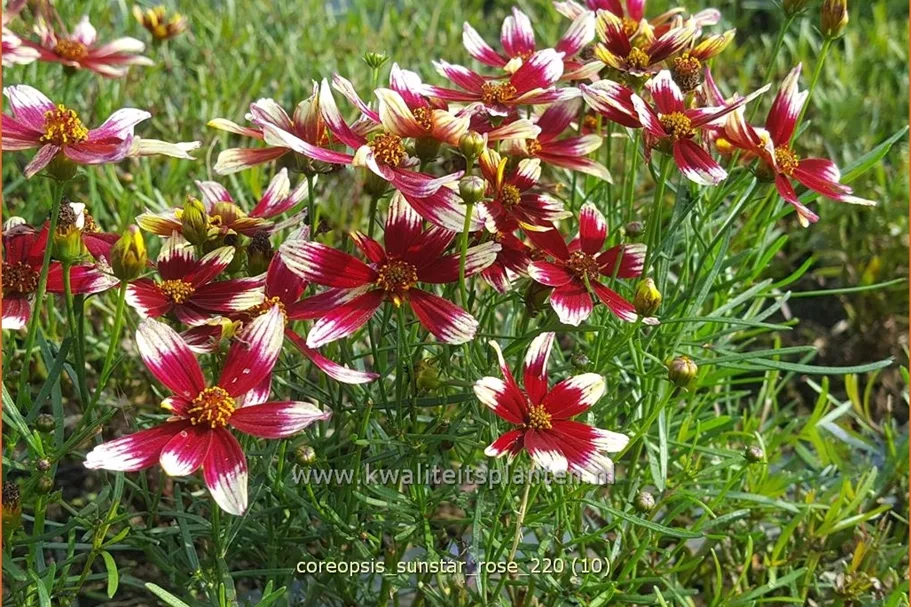 Coreopsis verticillata 'Sunstar Rose'