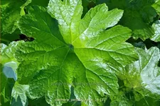 Darmera peltata 'Nana'
