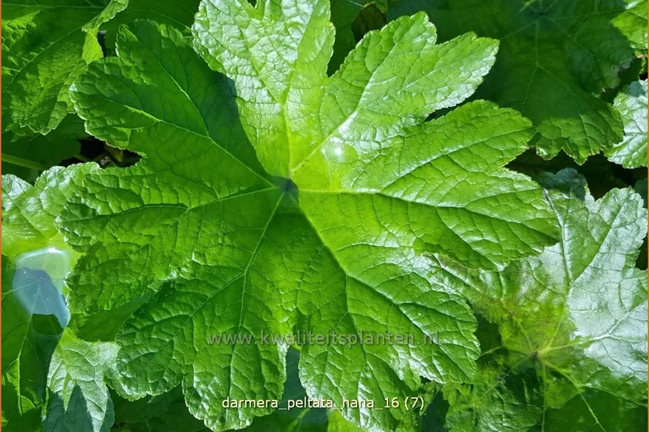 Darmera peltata 'Nana'