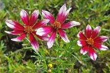 Coreopsis verticillata 'Sunstar Rose'