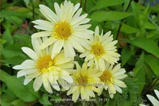 Chrysanthemum hortorum 'Lichtkuppel'