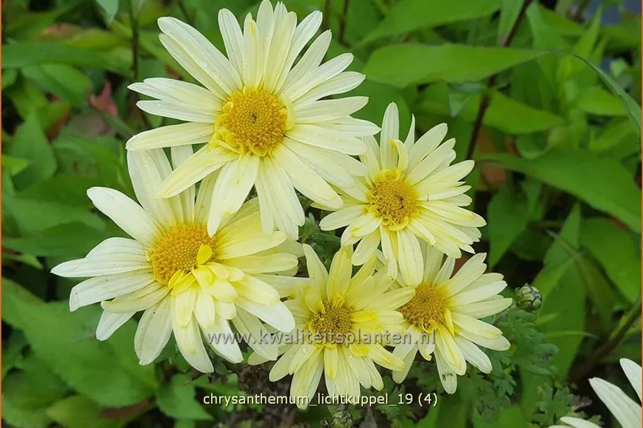 Chrysanthemum hortorum 'Lichtkuppel'
