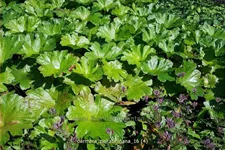 Darmera peltata 'Nana'