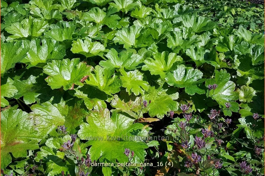 Darmera peltata 'Nana'