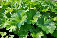 Darmera peltata 'Nana'