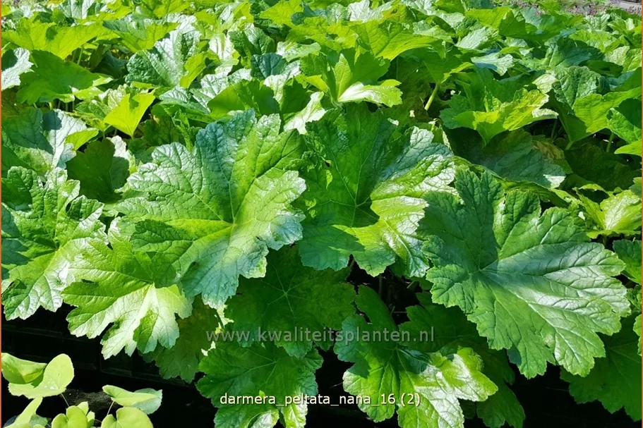Darmera peltata 'Nana'