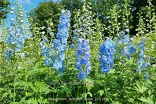 Delphinium pacific 'Summer Skies'