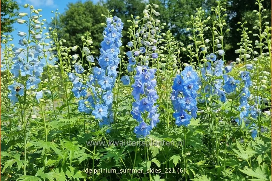 Delphinium pacific 'Summer Skies'