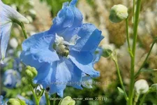 Delphinium pacific 'Summer Skies'