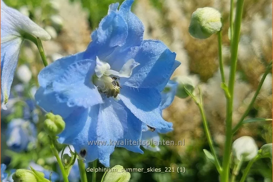 Delphinium pacific 'Summer Skies'