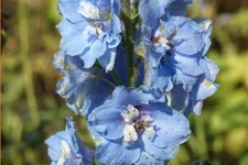 Delphinium pacific 'Summer Skies'