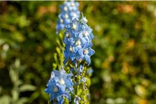 Delphinium pacific 'Summer Skies'