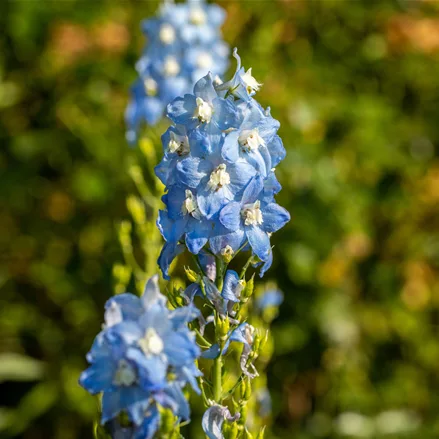 Delphinium pacific 'Summer Skies'