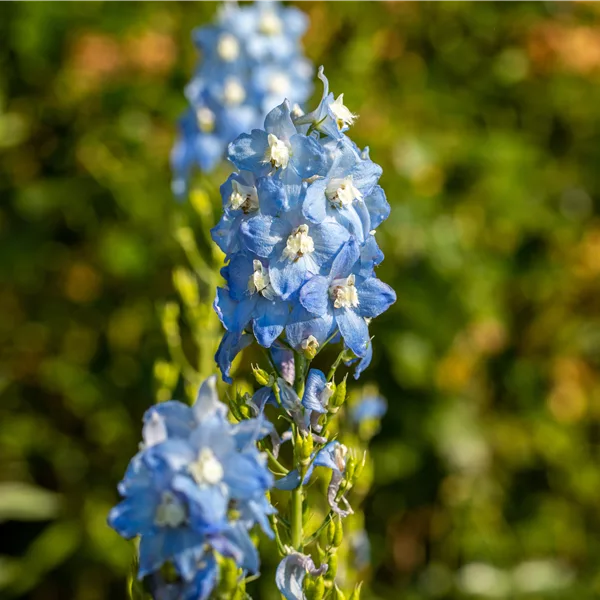 Delphinium pacific 'Summer Skies'