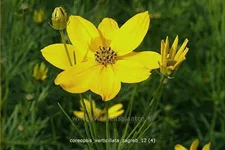 Coreopsis verticillata 'Zagreb'
