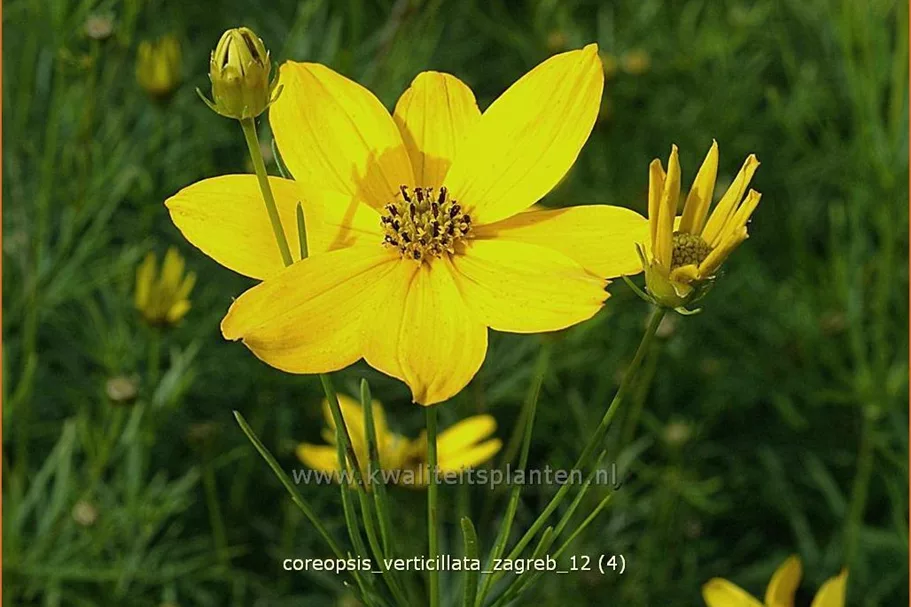 Coreopsis verticillata 'Zagreb'