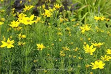 Coreopsis verticillata 'Zagreb'