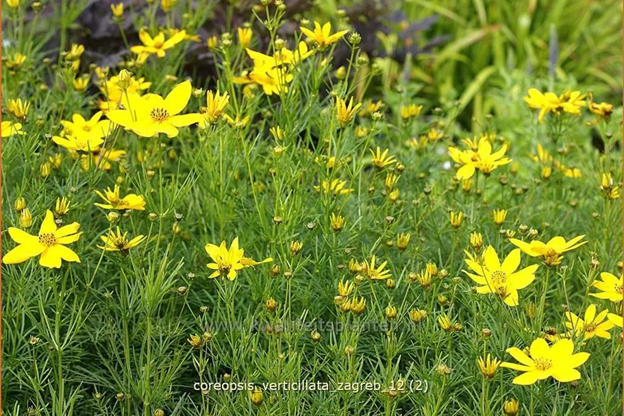 Coreopsis verticillata 'Zagreb'