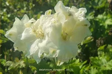 Delphinium 'Sungleam' (pot 11 cm)