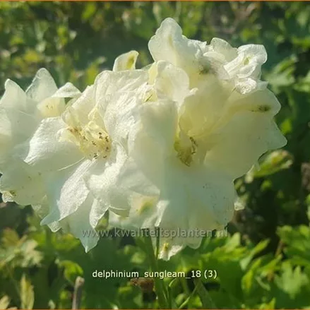 Delphinium 'Sungleam' (pot 11 cm)