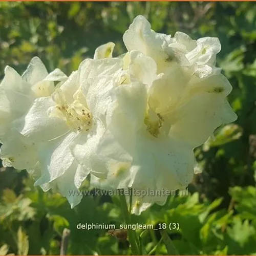 Delphinium 'Sungleam' (pot 11 cm)
