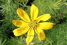 Coreopsis verticillata 'Zagreb'