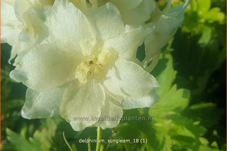 Delphinium 'Sungleam' (pot 11 cm)