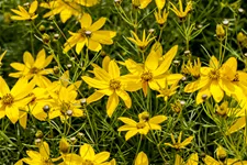 Coreopsis verticillata 'Zagreb'