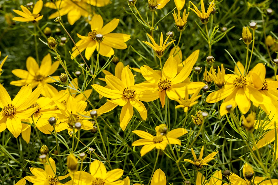 Coreopsis verticillata 'Zagreb'