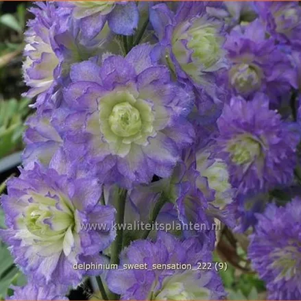 Delphinium 'Sweet Sensation' (pot 11 cm)