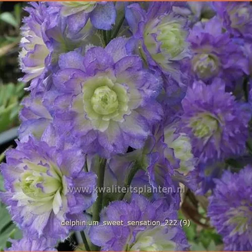 Delphinium 'Sweet Sensation' (pot 11 cm)
