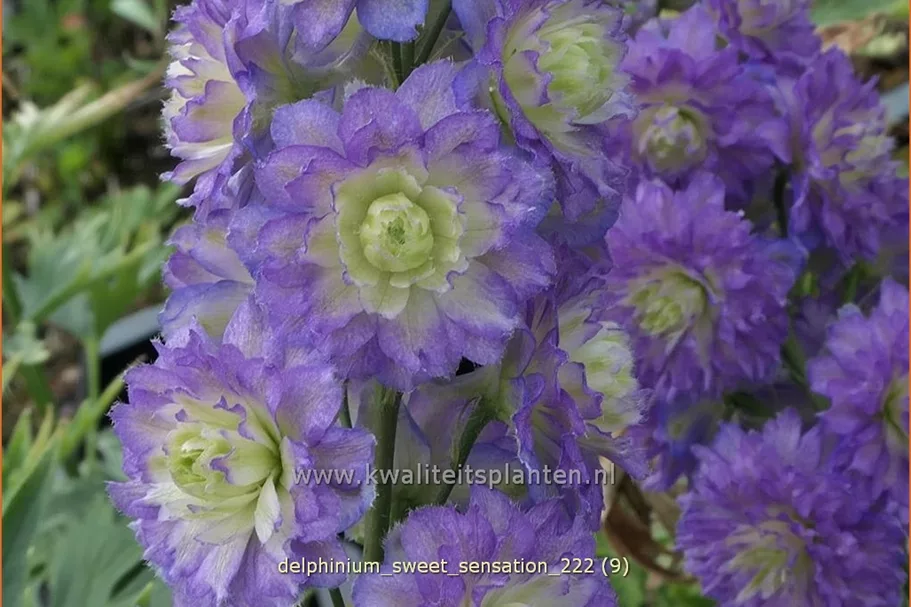 Delphinium 'Sweet Sensation' (pot 11 cm)