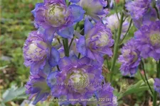 Delphinium 'Sweet Sensation' (pot 11 cm)