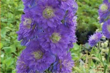 Delphinium 'Sweet Sensation' (pot 11 cm)
