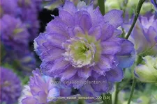 Delphinium 'Sweet Sensation' (pot 11 cm)